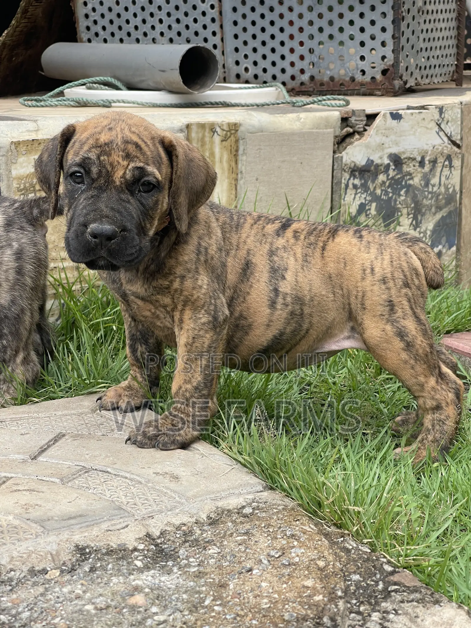 1-3 months Male Purebred Boerboel