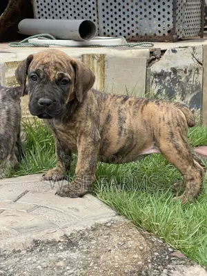1-3 months Male Purebred Boerboel