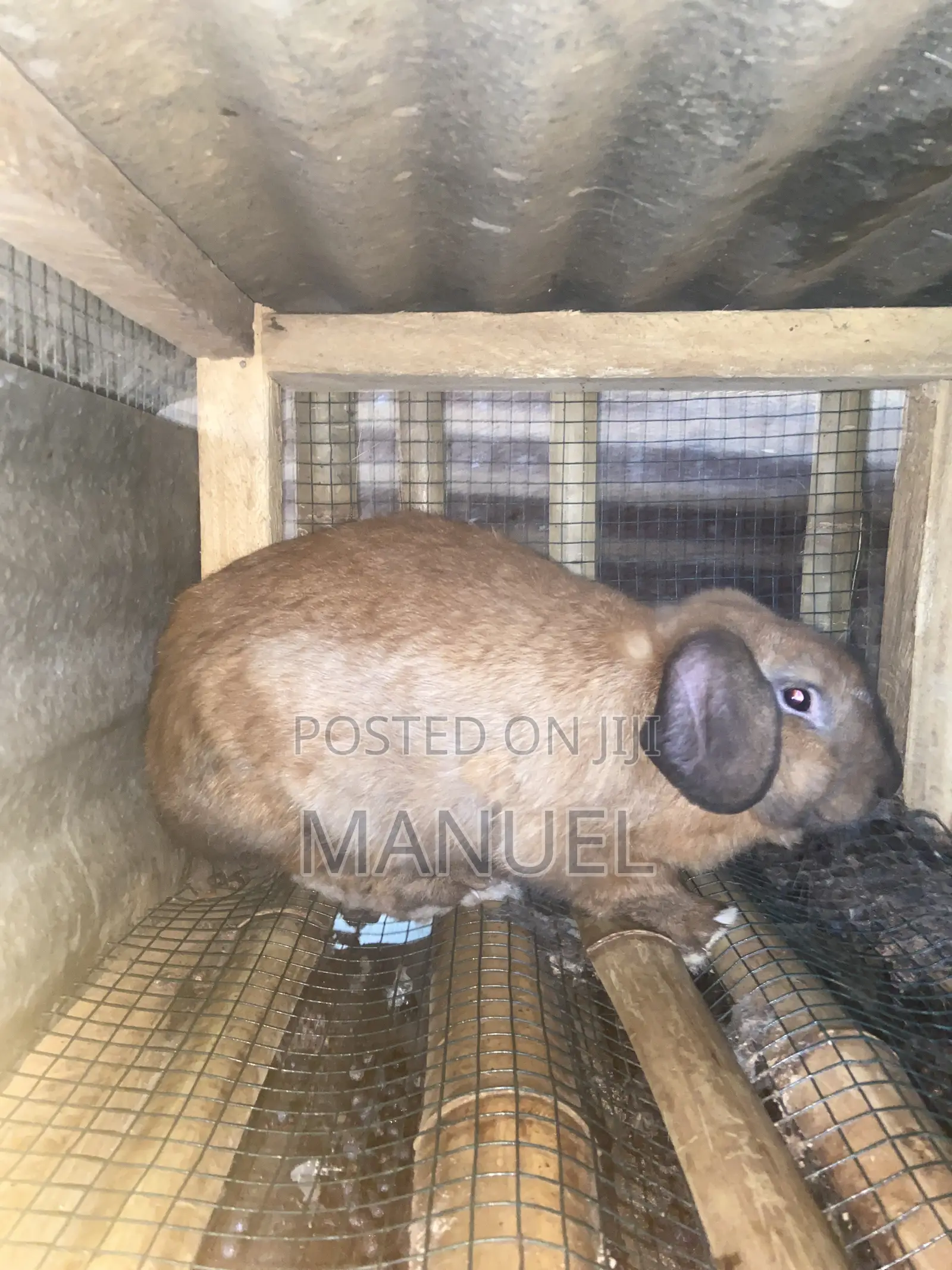 Rabbits for Sale