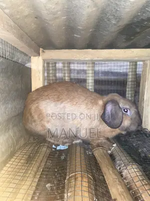 Rabbits for Sale