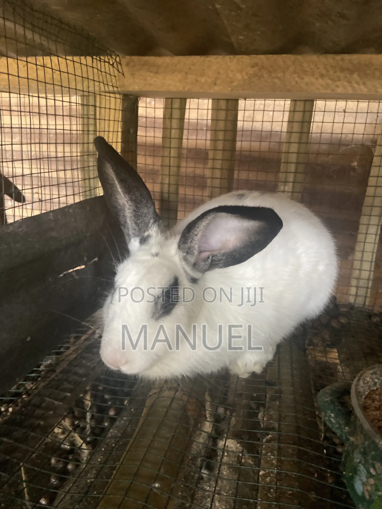 Rabbits for Sale