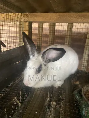 Rabbits for Sale