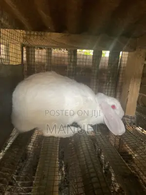 Rabbits for Sale
