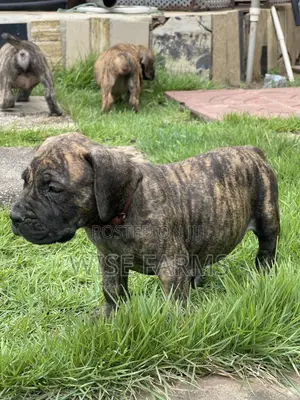 1-3 months Male Purebred Boerboel