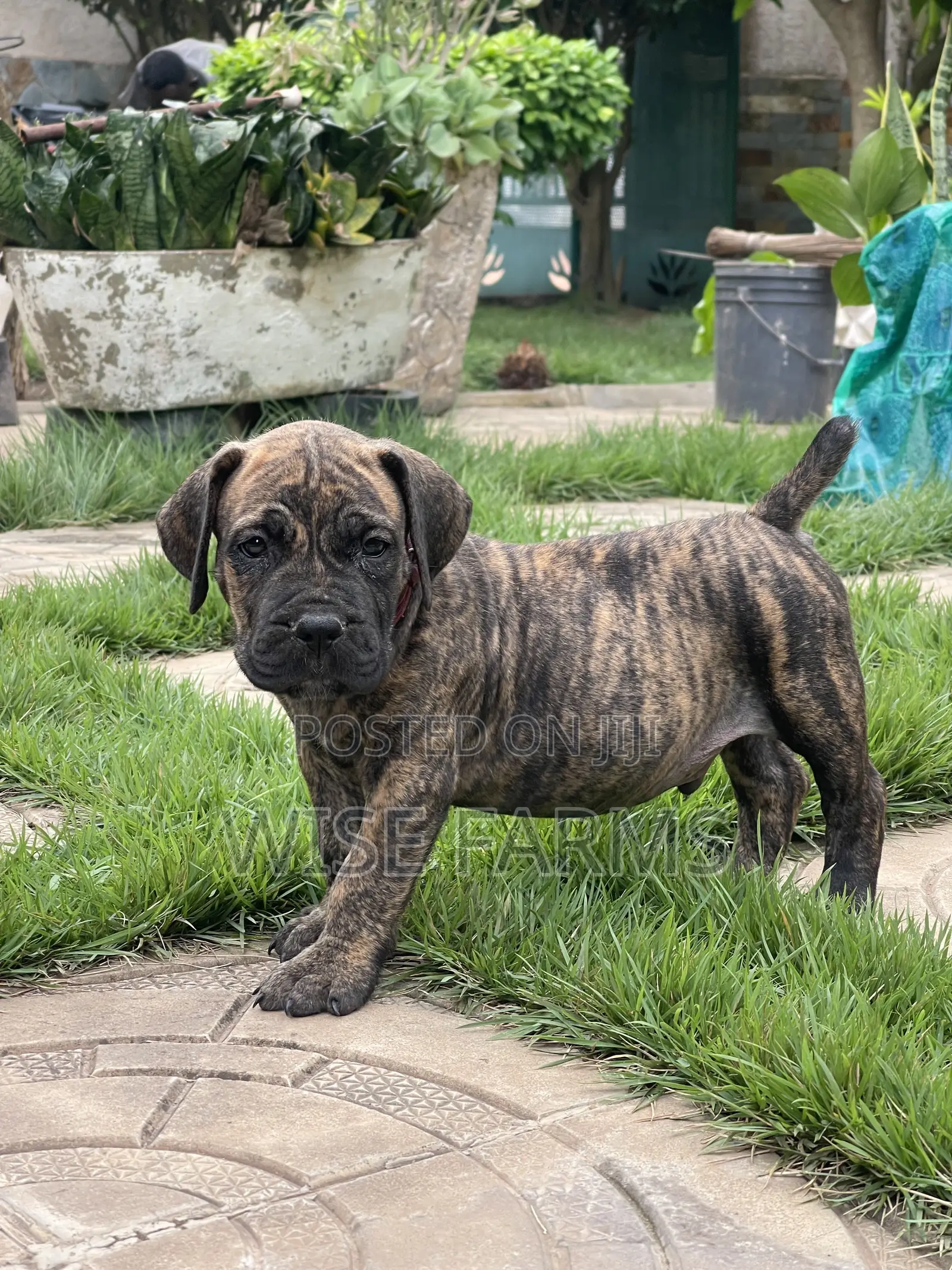 1-3 months Male Purebred Boerboel