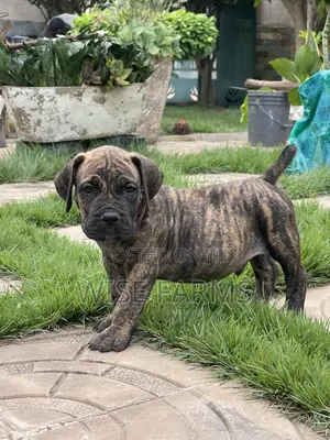 1-3 months Male Purebred Boerboel