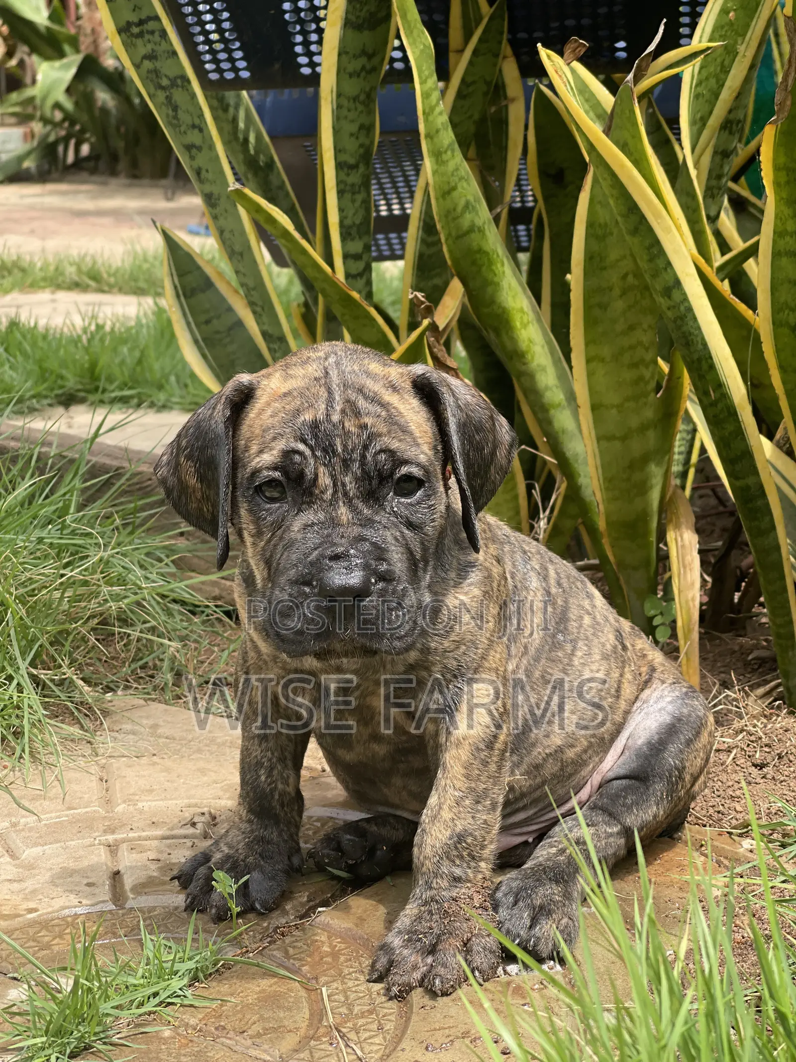 1-3 months Male Purebred Boerboel