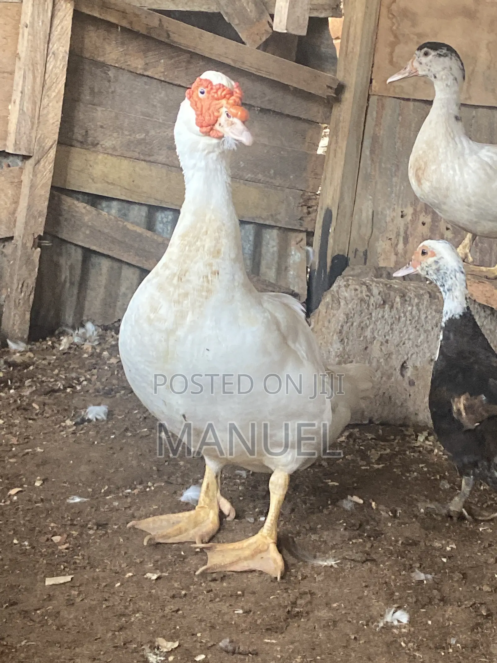 Pure Breed Male Muscovy Duck