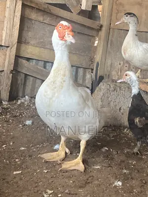 Pure Breed Male Muscovy Duck