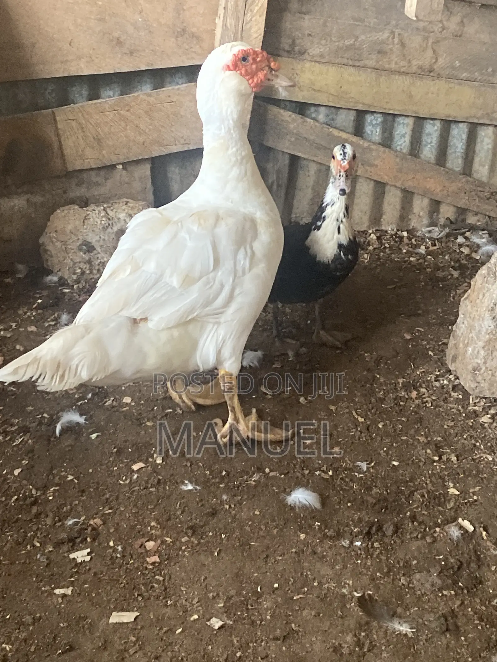 Pure Breed Male Muscovy Duck