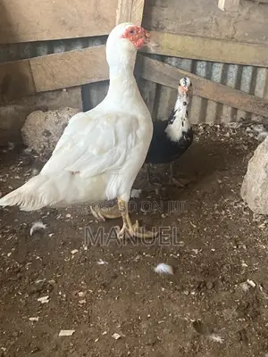 Pure Breed Male Muscovy Duck