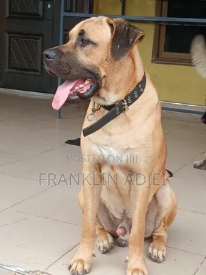 6-12 months Male Purebred Boerboel