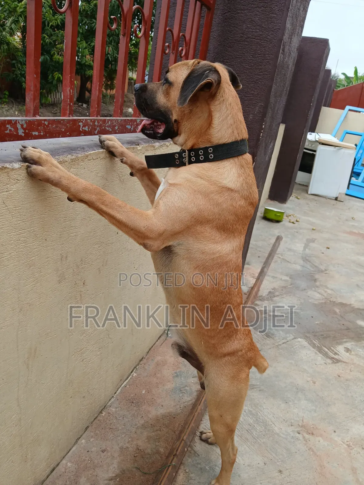6-12 months Male Purebred Boerboel