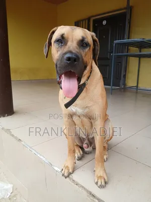 6-12 months Male Purebred Boerboel