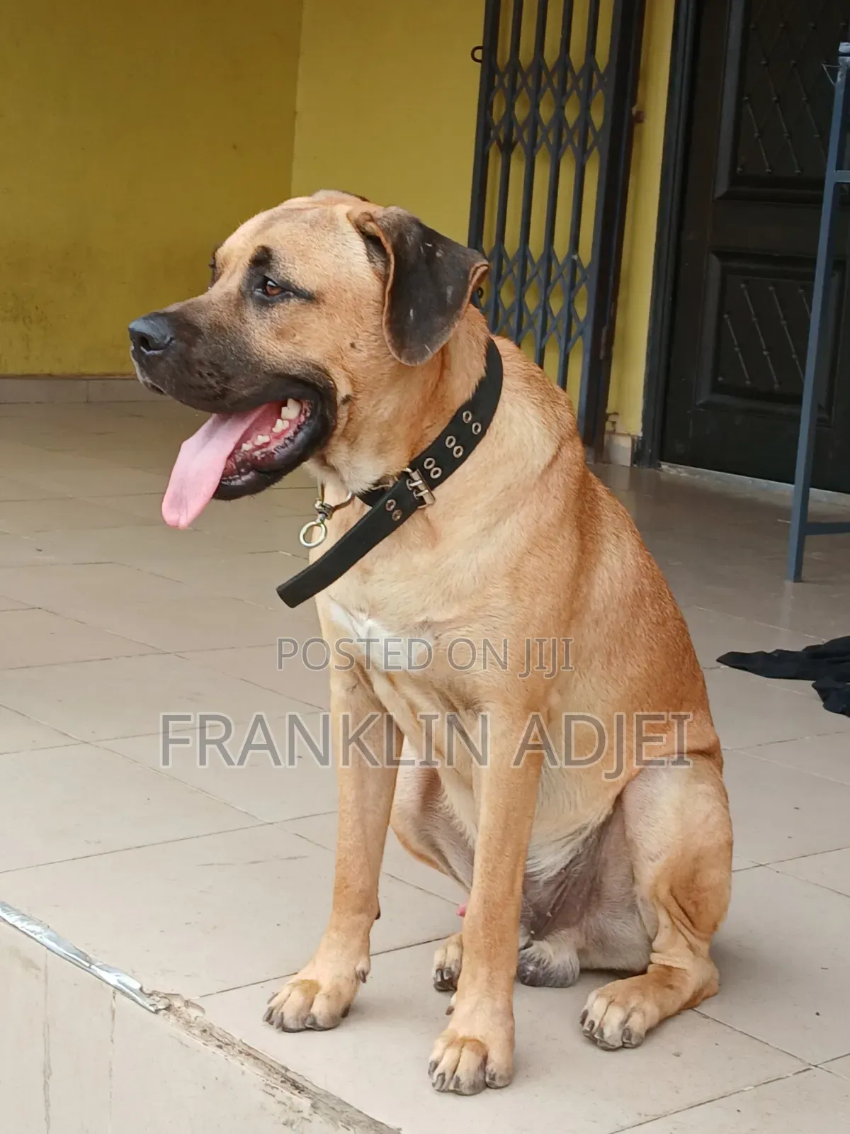 6-12 months Male Purebred Boerboel