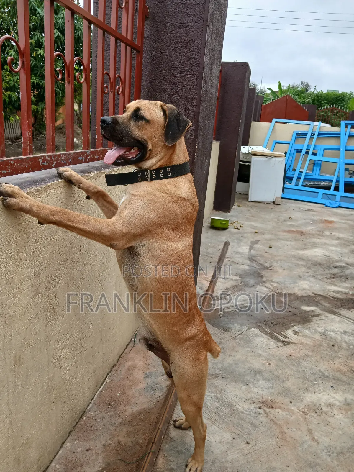 6-12 months Male Purebred Boerboel