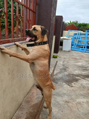 6-12 months Male Purebred Boerboel