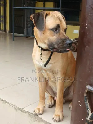 6-12 months Male Purebred Boerboel
