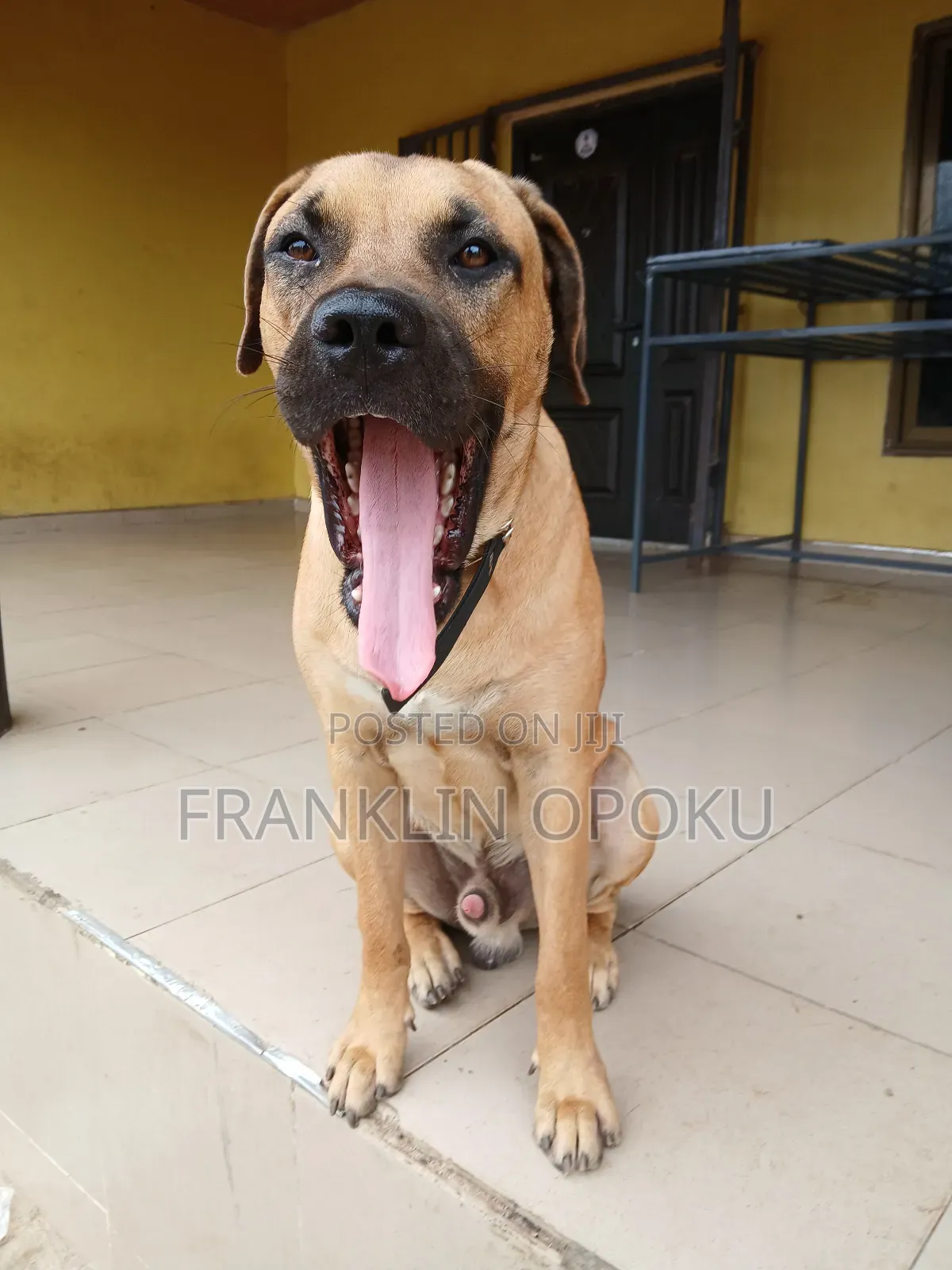 6-12 months Male Purebred Boerboel