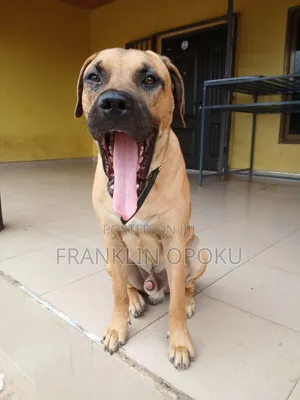6-12 months Male Purebred Boerboel