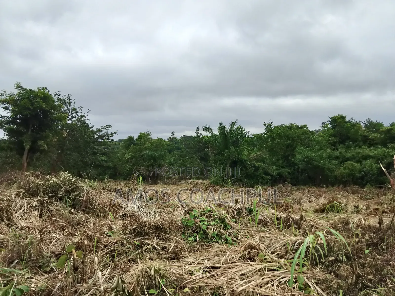 80 Acres of Farmland at Chiraa Ayiaem/Ghc15k Per Acre