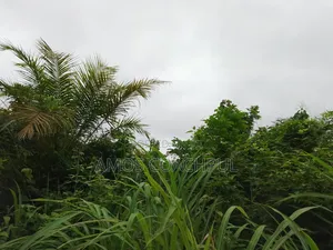 80 Acres of Farmland at Chiraa Ayiaem/Ghc15k Per Acre
