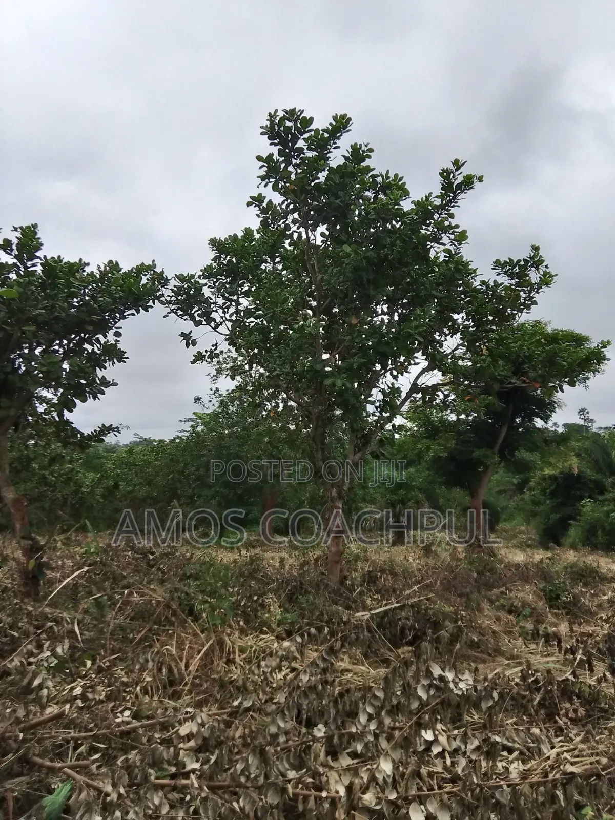 80 Acres of Farmland at Chiraa Ayiaem/Ghc15k Per Acre