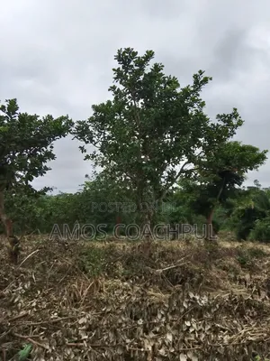 80 Acres of Farmland at Chiraa Ayiaem/Ghc15k Per Acre
