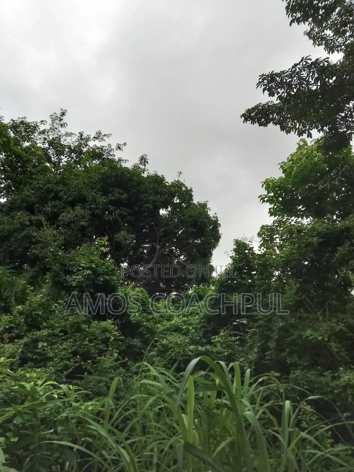 80 Acres of Farmland at Chiraa Ayiaem/Ghc15k Per Acre