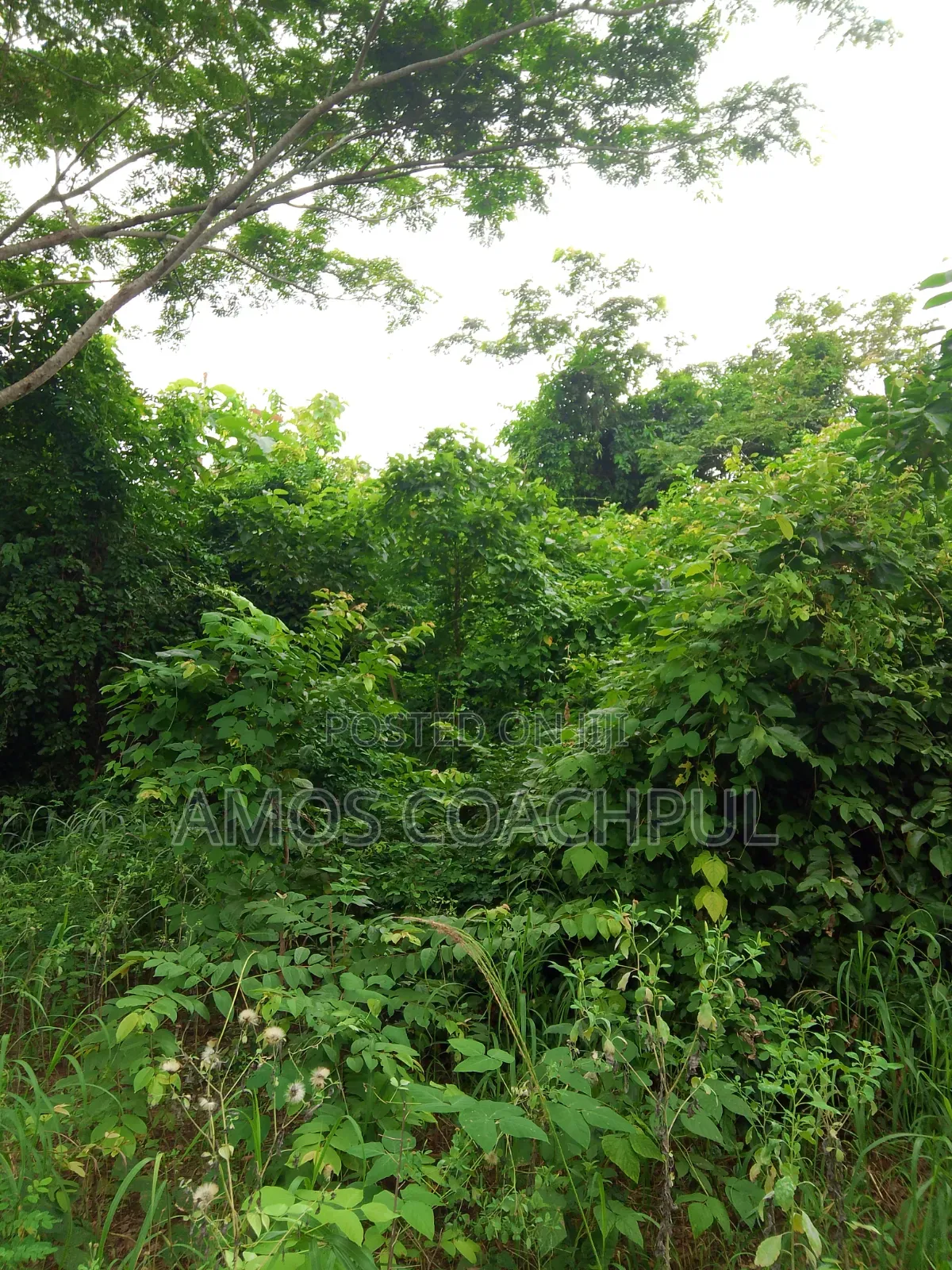 80 Acres of Farmland at Chiraa Ayiaem/Ghc15k Per Acre