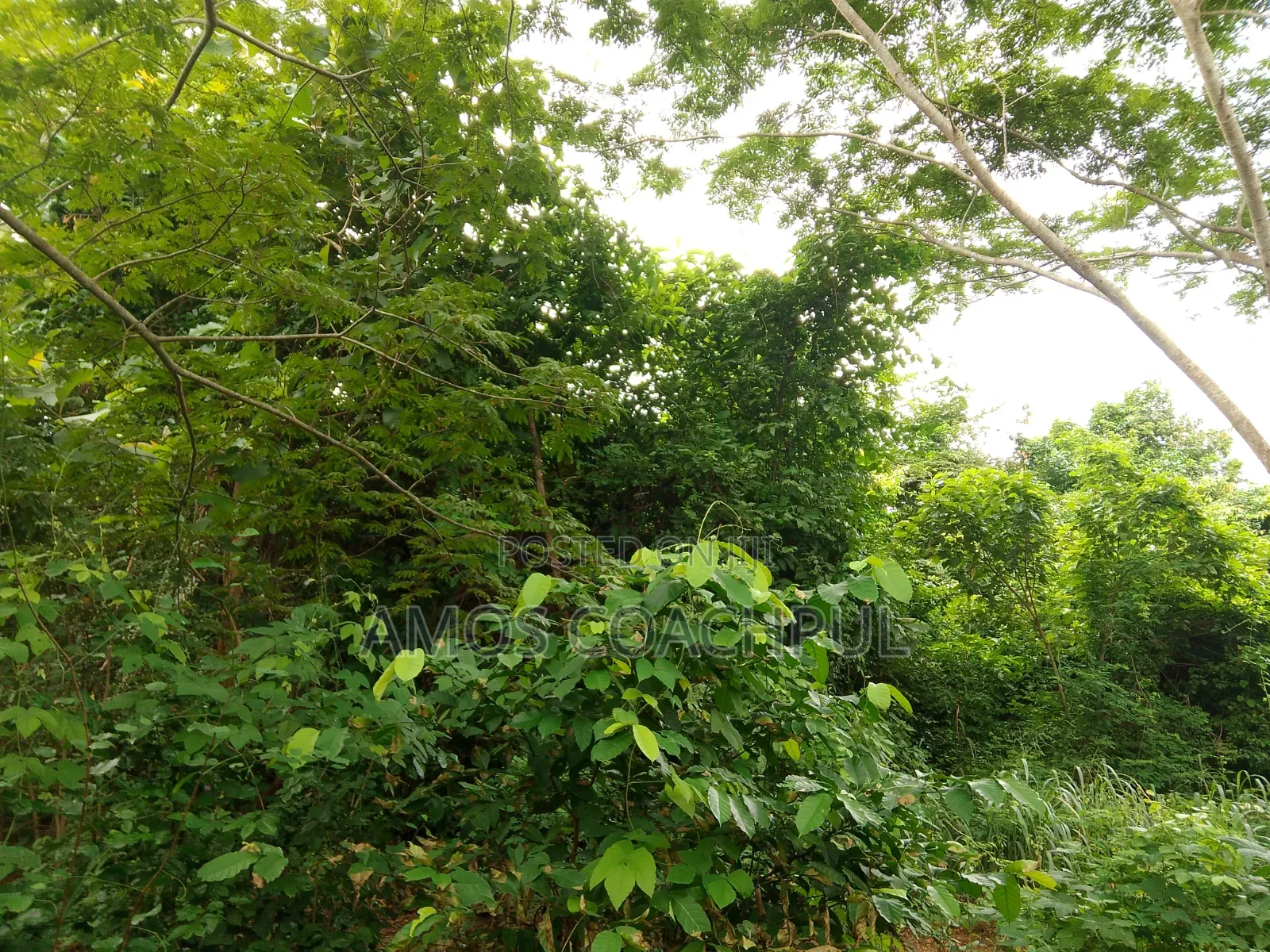 80 Acres of Farmland at Chiraa Ayiaem/Ghc15k Per Acre