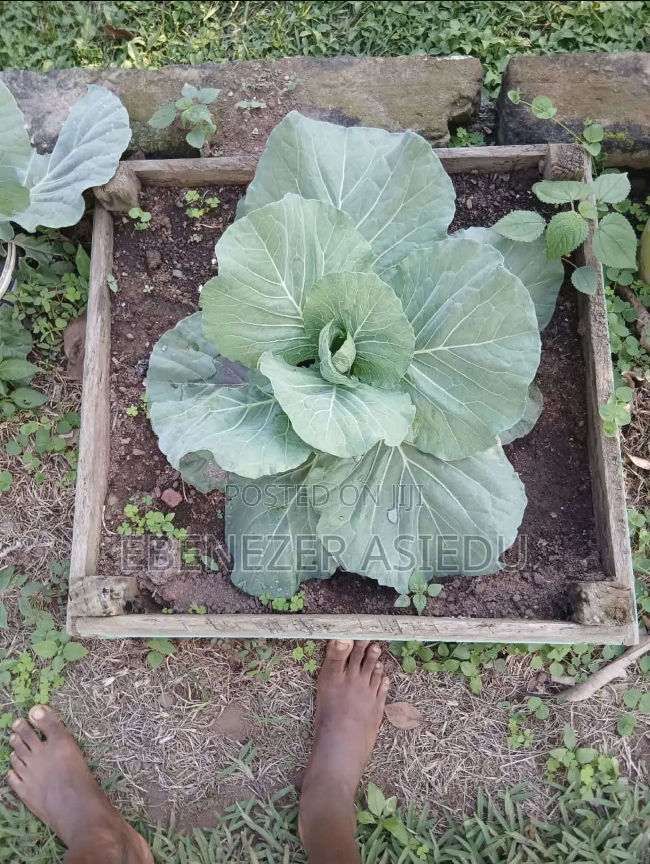 FarmNest GH-Backyard Container Farm Setup|Home Farming Solutions .