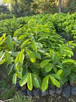 Soursop Seedlings Available
