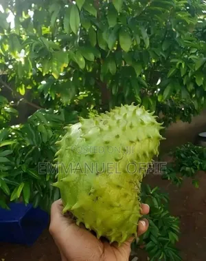 Soursop Seedlings Available