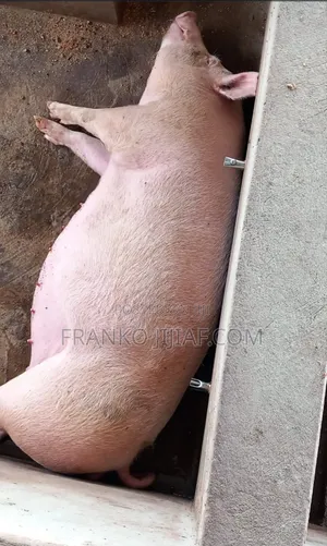 Pig Farm on 2 Plot of Land