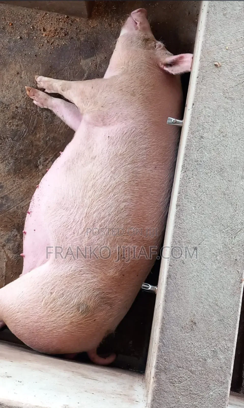 Pig Farm on 2 Plot of Land