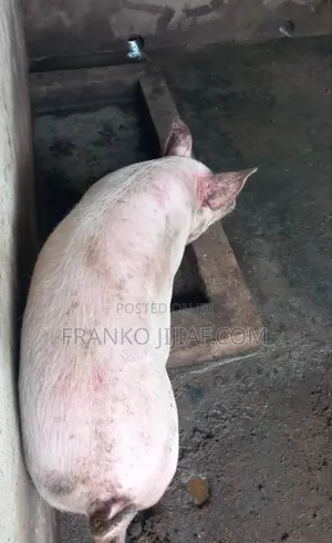 Pig Farm on 2 Plot of Land