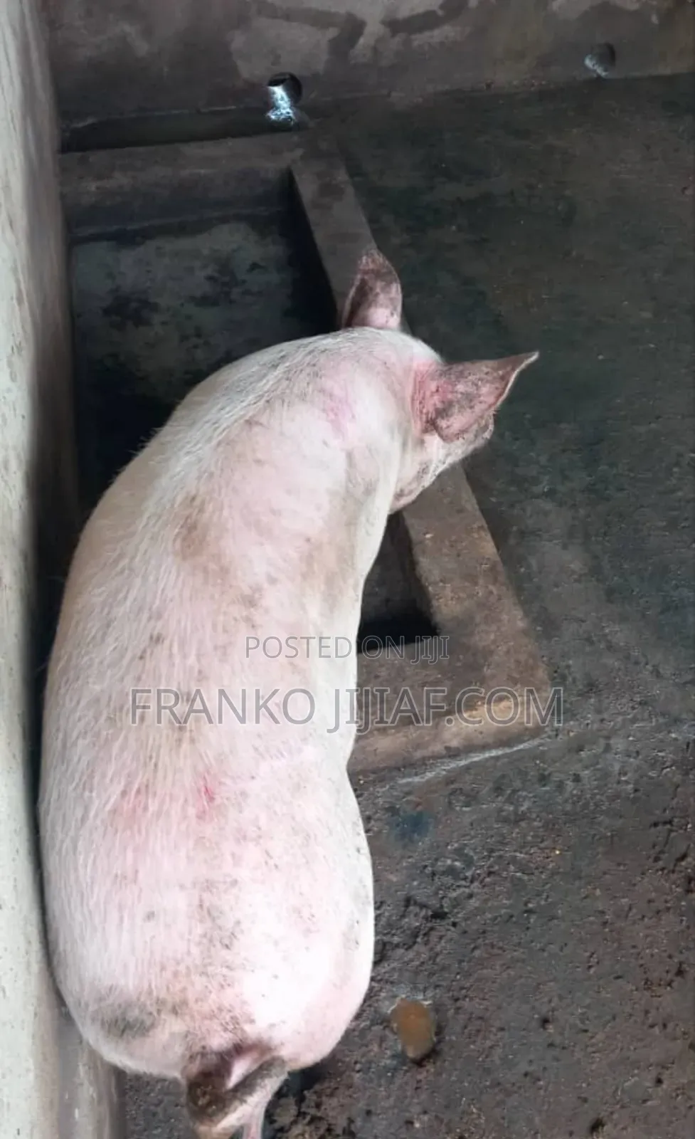 Pig Farm on 2 Plot of Land