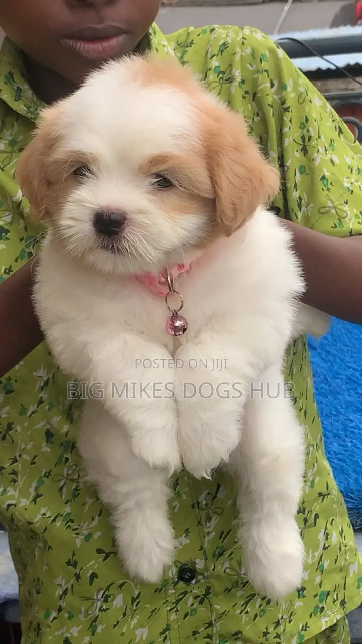 1-3 months Female Purebred Poodle