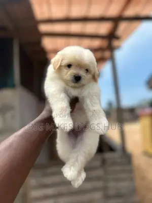 1-3 months Male Purebred Poodle