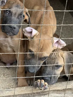 3-6 months Female Purebred Boerboel