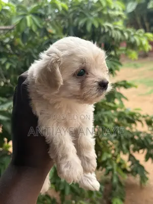 1-3 months Female Purebred Maltese