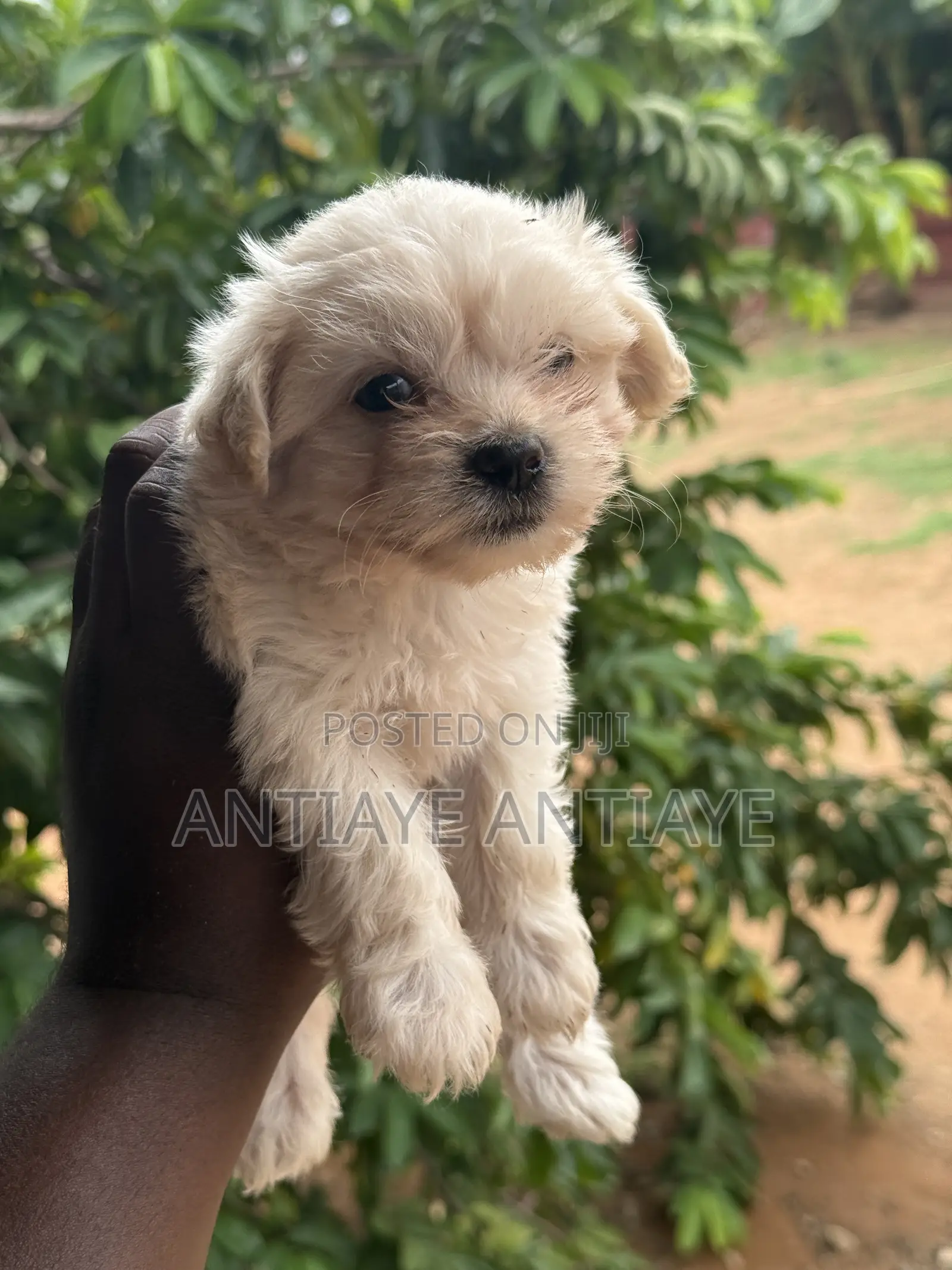1-3 months Female Purebred Maltese