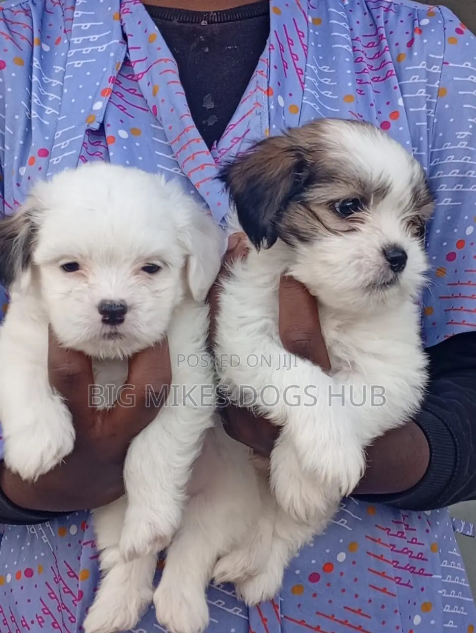 1-3 months Female Purebred Poodle