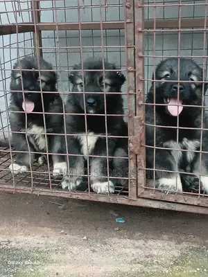 1-3 months Male Purebred Caucasian Shepherd