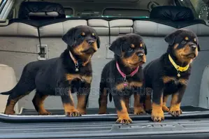 1-3 months Male Purebred Rottweiler