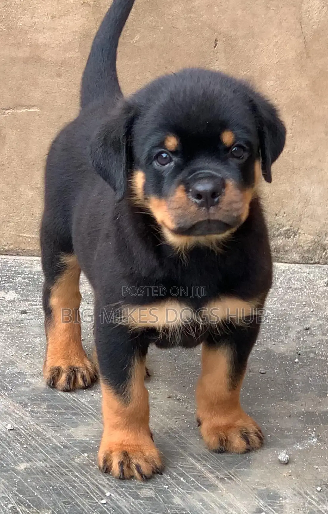 1-3 months Female Purebred Rottweiler