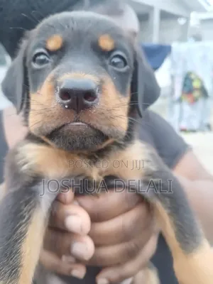 3-6 months Female Mixed Breed Doberman Pinscher