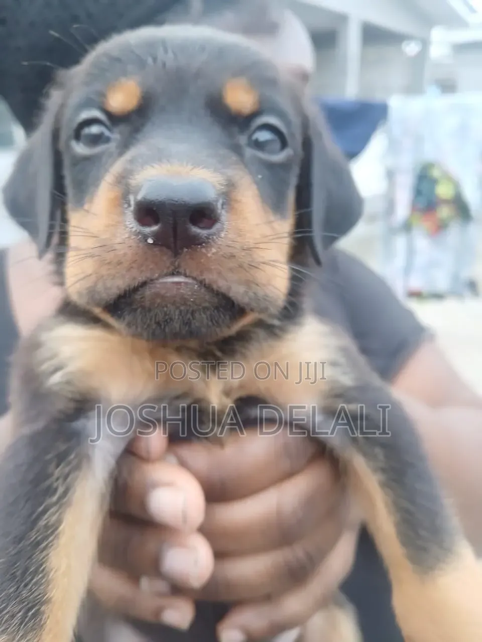 3-6 months Female Mixed Breed Doberman Pinscher