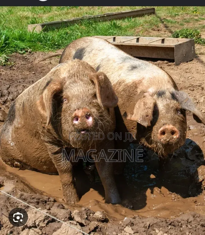 Live Pig for Sale